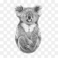 澳大利亚纸考拉绘图印刷-考拉-空若网 澳大利亚纸考拉绘图印刷-考拉-空若网