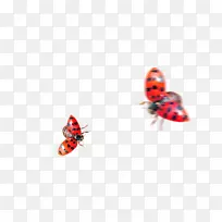 七点瓢虫-空若网 七点瓢虫-空若网