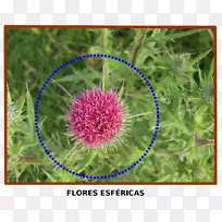 数学自然几何植物群几何形状-数学-空若网 数学自然几何植物群几何形状-数学-空若网