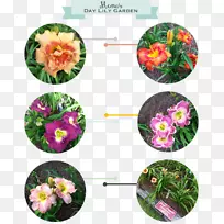 ���ܻ�԰��ƺ����ֲ��-����-������