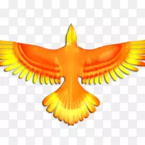 鹰嘴鹰-空若网 鹰嘴鹰-空若网