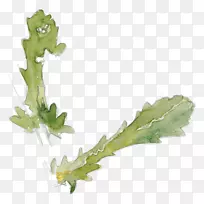 叶植物牛眼菊昆虫茎叶-空若网 叶植物牛眼菊昆虫茎叶-空若网