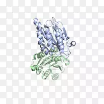 树体珠宝字体-肥厚型心肌病-空若网 树体珠宝字体-肥厚型心肌病-空若网