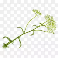 Ò¶²Ë²Ý-¿ÕÈôÍø Ò¶²Ë²Ý-¿ÕÈôÍø