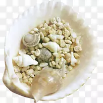 贝壳类软体动物壳夹艺术.贝壳-空若网 贝壳类软体动物壳夹艺术.贝壳-空若网