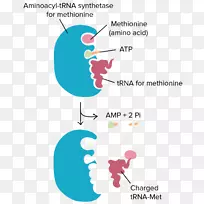 转RNA氨基酰基-tRNA核糖体翻译氨基酸-空若网 转RNA氨基酰基-tRNA核糖体翻译氨基酸-空若网