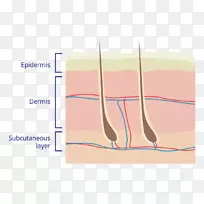 手指皮肤图解剖-真皮-空若网 手指皮肤图解剖-真皮-空若网