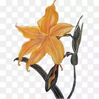 ����Ҷֲ�ﾥ����ֲ��-Ҷ-������