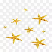 海星摄影-金色海星-空若网 海星摄影-金色海星-空若网