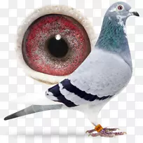 科伦布科岛三角洲赛马场安卓比利时-android-空若网 科伦布科岛三角洲赛马场安卓比利时-android-空若网