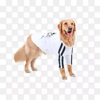 金毛猎犬边境牧羊犬拉布拉多猎犬拉布拉多犬品种金毛猎犬-空若网 金毛猎犬边境牧羊犬拉布拉多猎犬拉布拉多犬品种金毛猎犬-空若网