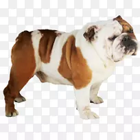 法国斗牛犬坑斗牛犬iphone 8-斗牛犬透明-空若网 法国斗牛犬坑斗牛犬iphone 8-斗牛犬透明-空若网