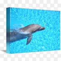 普通宽吻海豚批发标签Loro Parque-海豚-空若网 普通宽吻海豚批发标签Loro Parque-海豚-空若网