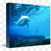 批发水海洋生物海洋动物群-水-空若网 批发水海洋生物海洋动物群-水-空若网