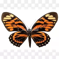 帝王蝴蝶尤利西斯蝴蝶昆虫燕尾蝶-蝴蝶-空若网 帝王蝴蝶尤利西斯蝴蝶昆虫燕尾蝶-蝴蝶-空若网