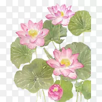 水彩莲-空若网 水彩莲-空若网