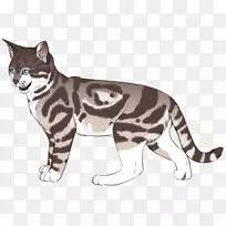 胡须野猫毛皮陆生动物-猫-空若网 胡须野猫毛皮陆生动物-猫-空若网