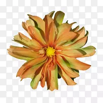 秋花-空若网 秋花-空若网