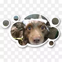 培育小狗鼻子-小狗-空若网 培育小狗鼻子-小狗-空若网