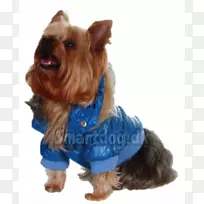 约克郡猎犬澳大利亚丝毛猎犬澳大利亚猎犬伴犬品种阿拉斯加犬-空若网 约克郡猎犬澳大利亚丝毛猎犬澳大利亚猎犬伴犬品种阿拉斯加犬-空若网