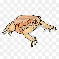 蟾蜍剪贴画.材料青蛙掠食者-空若网 蟾蜍剪贴画.材料青蛙掠食者-空若网