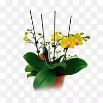 飞蛾兰花设计切花花盆植物茎设计-空若网 飞蛾兰花设计切花花盆植物茎设计-空若网