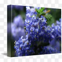 英国薰衣草-蓝莓水彩-空若网 英国薰衣草-蓝莓水彩-空若网