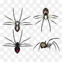 红背蜘蛛昆虫剪贴画-蜘蛛PNG图像-空若网 红背蜘蛛昆虫剪贴画-蜘蛛PNG图像-空若网