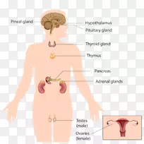 内分泌腺内分泌系统肾上腺人体释放抑制激素-空若网 内分泌腺内分泌系统肾上腺人体释放抑制激素-空若网