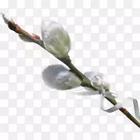 柳树摄影剪贴画-空若网 柳树摄影剪贴画-空若网