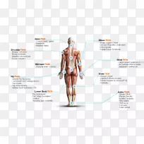 肌肉髋肩膝设计-空若网 肌肉髋肩膝设计-空若网