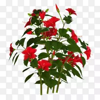 切花迷迭香植物原料摄影剪贴画-植物-空若网 切花迷迭香植物原料摄影剪贴画-植物-空若网