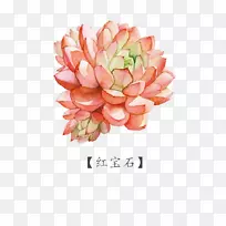 水彩画肉质植物-红宝石-空若网 水彩画肉质植物-红宝石-空若网