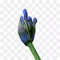 切花芽植物茎开花植物-空若网 切花芽植物茎开花植物-空若网