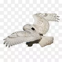 猫头鹰嘴-空若网 猫头鹰嘴-空若网