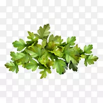 欧芹蔬菜-空若网 欧芹蔬菜-空若网