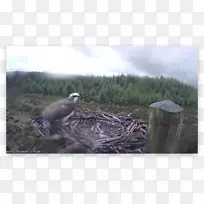 捕食鸟动物生态系统喙鸟-空若网 捕食鸟动物生态系统喙鸟-空若网