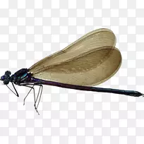 蜻蜓昆虫剪贴画-蜻蜓PNG-空若网 蜻蜓昆虫剪贴画-蜻蜓PNG-空若网