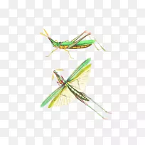 ����ȳ�-��ɫ�ȳ�-������