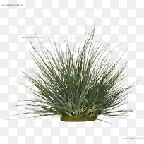 ²ÝÊ÷-¿ÕÈôÍø ²ÝÊ÷-¿ÕÈôÍø