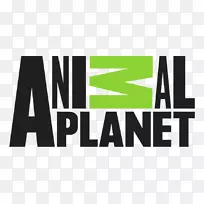 动物星球电视频道猫电视节目-空若网 动物星球电视频道猫电视节目-空若网