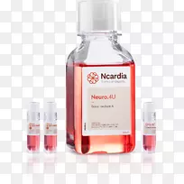 神经元诱导的多能干细胞分泌中枢神经系统-中枢神经系统-空若网 神经元诱导的多能干细胞分泌中枢神经系统-中枢神经系统-空若网