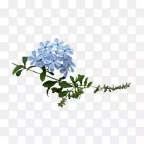 ������ƣ��л�����֦��ֲ�ﾥ������-����-������