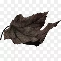 落叶-落叶遮荫元素-空若网 落叶-落叶遮荫元素-空若网