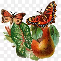 帝王蝶类昆虫-昆虫-空若网 帝王蝶类昆虫-昆虫-空若网