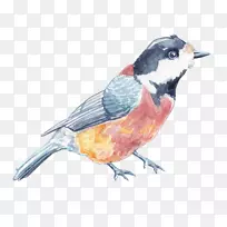 鸟类博客应用程序组合管理水彩画鸟-空若网 鸟类博客应用程序组合管理水彩画鸟-空若网