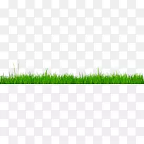 麦草草坪-空若网 麦草草坪-空若网