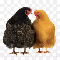 鸡喙鸡作为食物-空若网 鸡喙鸡作为食物-空若网