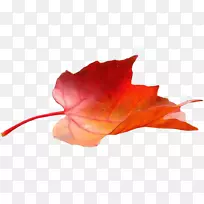 花瓣叶法国télécom近距离开花植物叶-空若网 花瓣叶法国télécom近距离开花植物叶-空若网