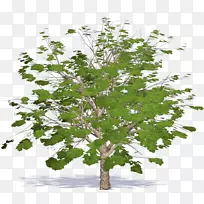 枝条、梧桐树、叶面树、家谱树-空若网 枝条、梧桐树、叶面树、家谱树-空若网